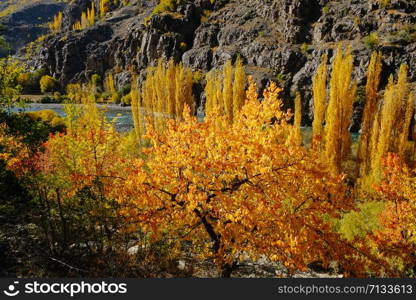 Wilderness forest yellow and orange leaves trees in autumn season. Gupis valley Ghizer, Gilgit Baltistan, Pakistan.