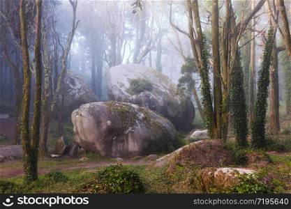 wilderness landscape forest with pine trees and moss on rocks