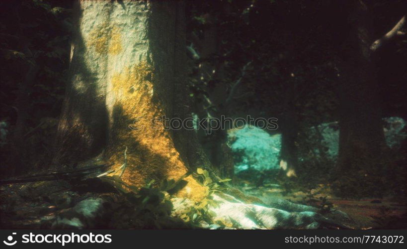 wilderness landscape forest with trees and moss on rocks