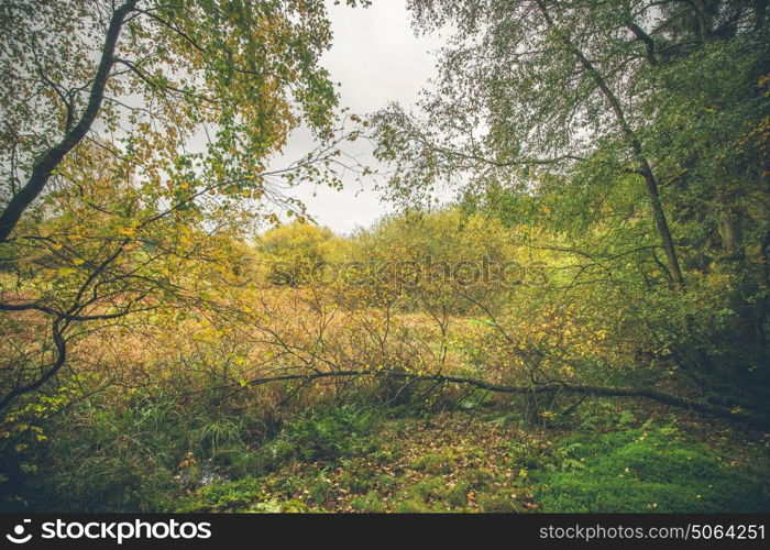 Wilderness with colorful birch trees in autumn