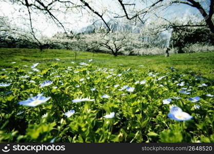 Wildflower meadow