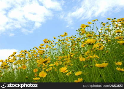 Wildflower meadow