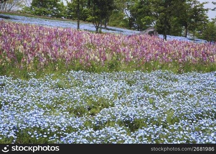 Wildflower meadow