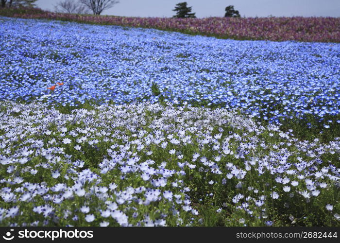 Wildflower meadow