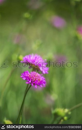 Wildflower meadow macro landscape in Summer