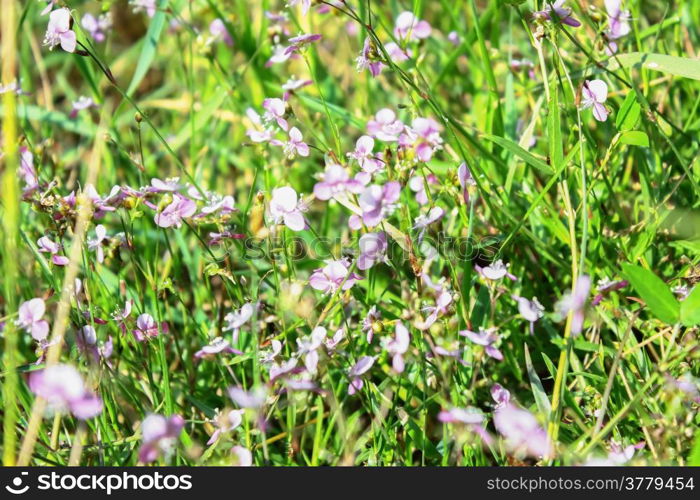 Wildflowers