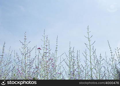 Wildflowers