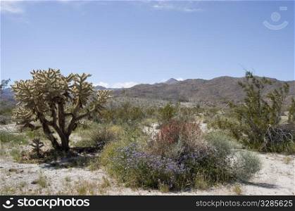 Wildflowers and cholla in desert landscape