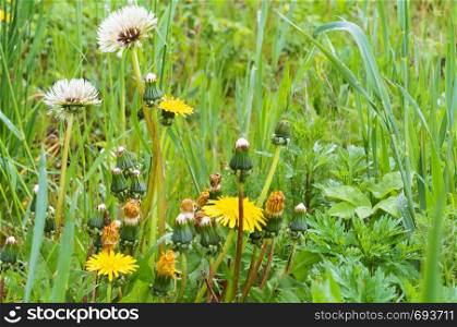 wildflowers and herbs, dandelions among the green grass in the field. dandelions among the green grass in the field, wildflowers and herbs
