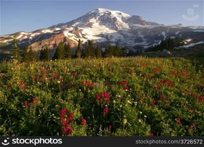 Wildflowers and Washington States Highest Peak
