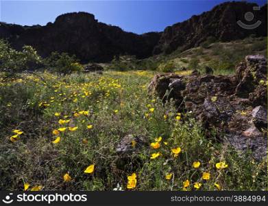 Wildflowers are accents of a meadow of poppies in bloom on mountain slopes at Picacho Peak State. This unique, landmark park, well-noted for its desert flowers, is located north of Tucson in southern Arizona.