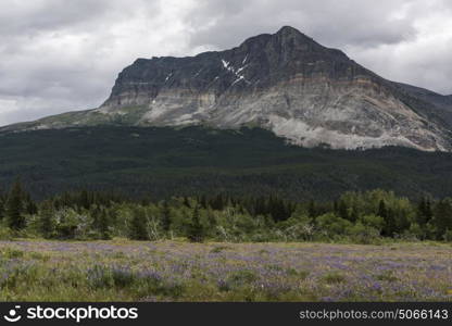 Wildflowers in a field with mountain range in the background, Many Glacier, Glacier National Park, Glacier County, Montana, USA