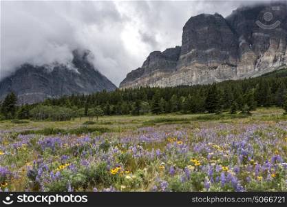 Wildflowers in a field with mountain range in the background, Many Glacier, Glacier National Park, Glacier County, Montana, USA