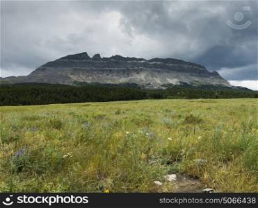 Wildflowers in field with mountain in the background against cloudy sky, Going-to-the-Sun Road, Glacier National Park, Glacier County, Montana, USA