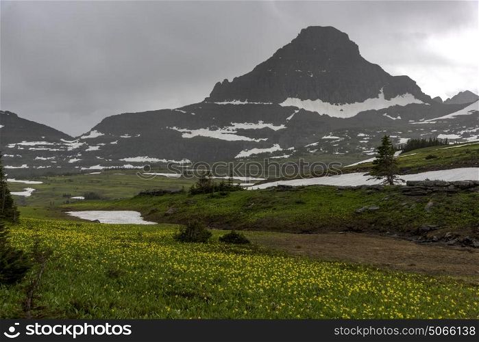 Wildflowers in field with mountain in the background against cloudy sky, Logan Pass, Glacier National Park, Glacier County, Montana, USA
