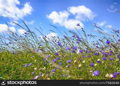 Wildflowers in rural environment in the summer with purple flowers in the sun