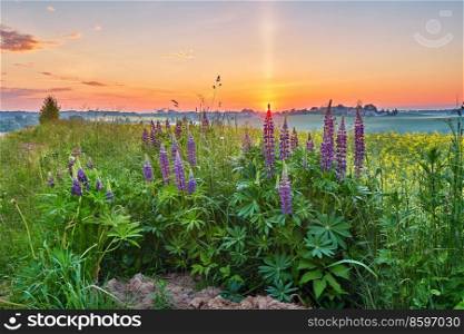 Wildflowers in Summer Sunrise. Purple lupine and canola field, morning light. Violet lupinus, lupin. Beautiful natural landscape. Agriculture rural scene