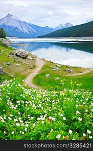 Wildflowers on the shore of Medicine Lake in Jasper National Park, Canada