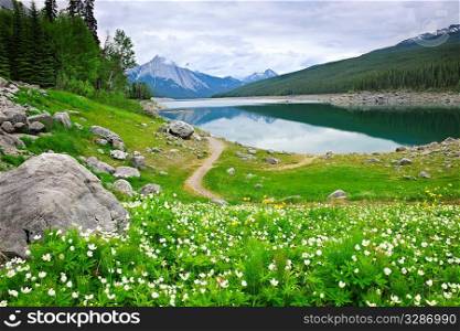 Wildflowers on the shore of Medicine Lake in Jasper National Park, Canada