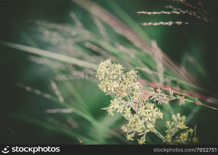 wildflowers or weeds growing in a grassy field
