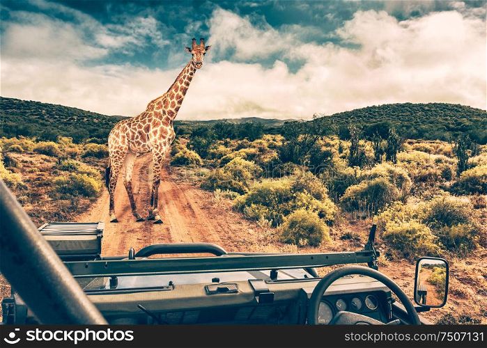 Wildlife african safari, beautiful wild giraffe, great animal in natural habitat, summer vacation in savannah, eco travel and tourism, South Africa