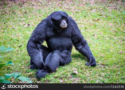 Wildlife in the nature Siamang gibbon or Symphalangus Syndactylus is a large black fur animal on the grass, mammal in the Primate family. Siamang gibbon or Symphalangus Syndactylus