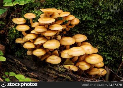 Wildlife of Europe- edible and inedible mushrooms growing in forest.. Nature of Belarus - mushrooms growing in forest.