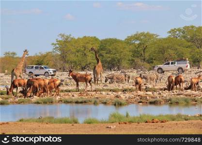 Wildlife Safari - Tourism in Africa