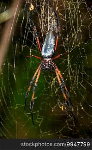 Wildlife tropical insect Redleg Orbweaver giant spider on the web net  Trichonephila inaurata 