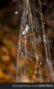 Wildlife tropical insect Redleg Orbweaver giant spider on the web net  Trichonephila inaurata 