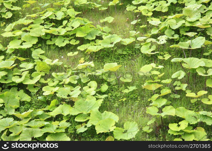 Wildwood of the Akan-ko Lake