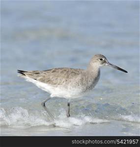 Willet Bird On Gulf Coast Beach