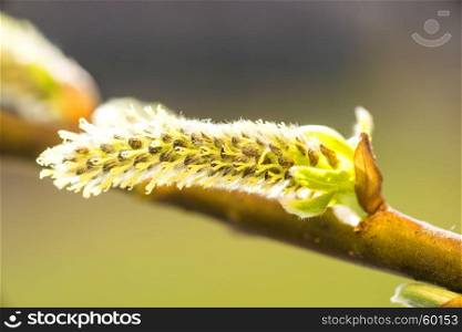 Willow blossom