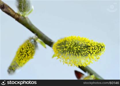 Willow blossom in spring in Germany