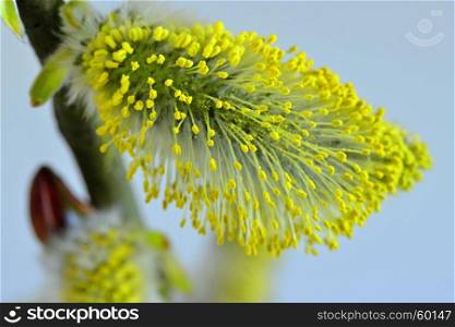 Willow blossom in spring in Germany