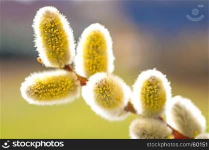 Willow blossom in spring. Willow blossom