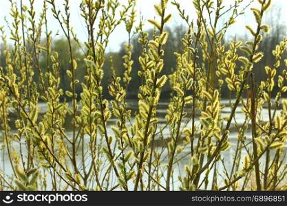 willow blossoming in the spring. Young sprouts and kidney of a willow in the spring