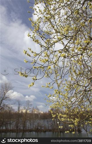 willow blossoms on a background of the river and the city