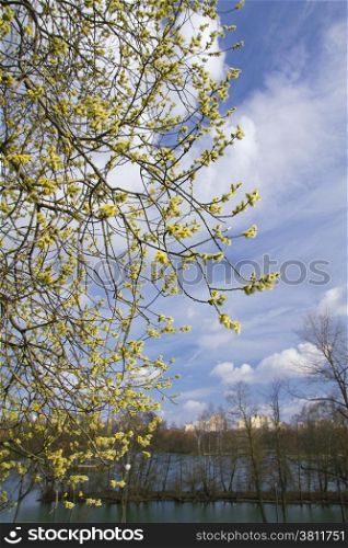 willow blossoms on a background of the river and the city