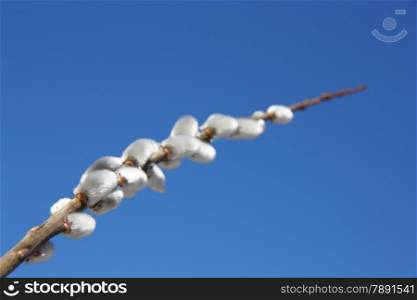 willow branch against the blue sky in early spring
