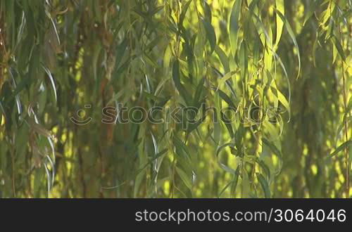 willow branches