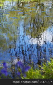 Willow Branches Over Lily Pad Covered Pond