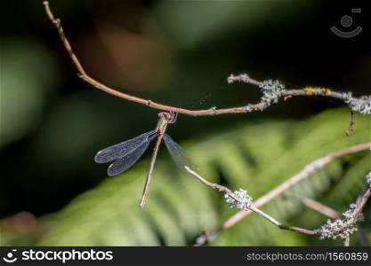 Willow Emerald Damselfly (Chalcolestes viridis) hanging from a branch