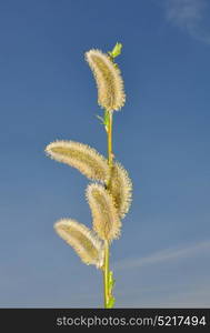 Willow flower