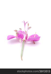 willow-flower tea on a white background