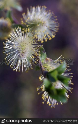 Willow flowers closeup