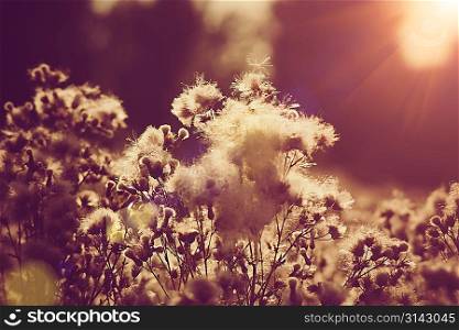 willow-herb under the evening sun, natural backgrounds