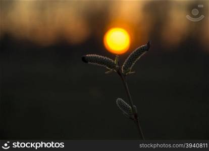 willow sprout buds with red sun sunset