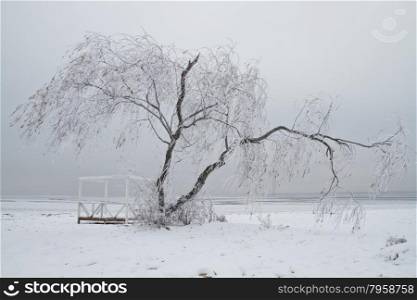 Willow tree covered with icicles in winter