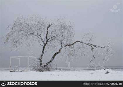 Willow tree on the snow in winter&#xA;